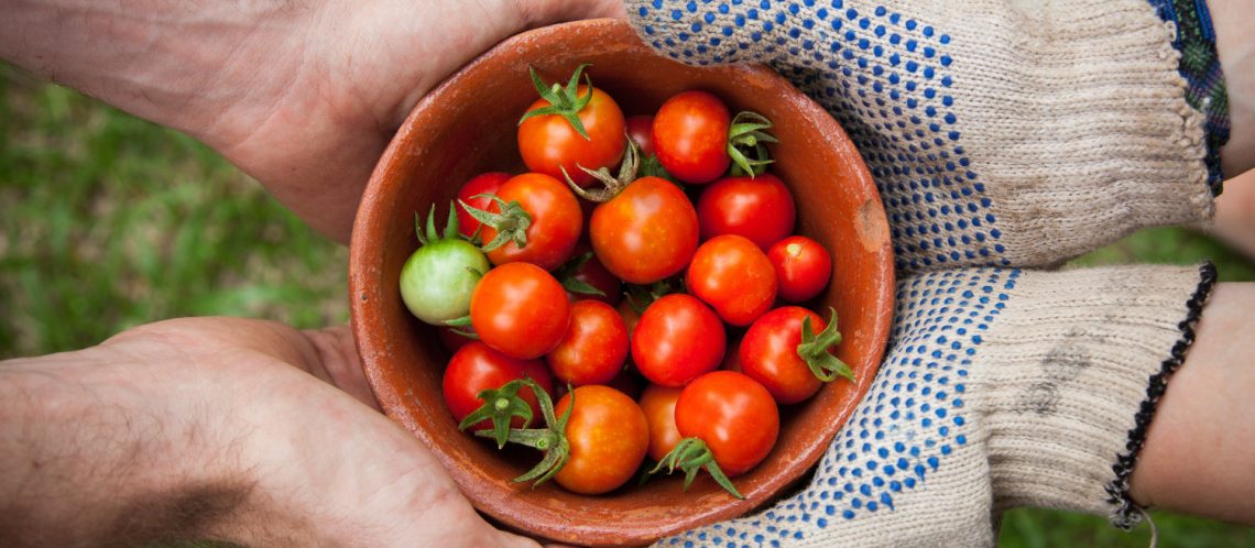 4 Hände umfassen gemeinsam Schale mit Tomaten