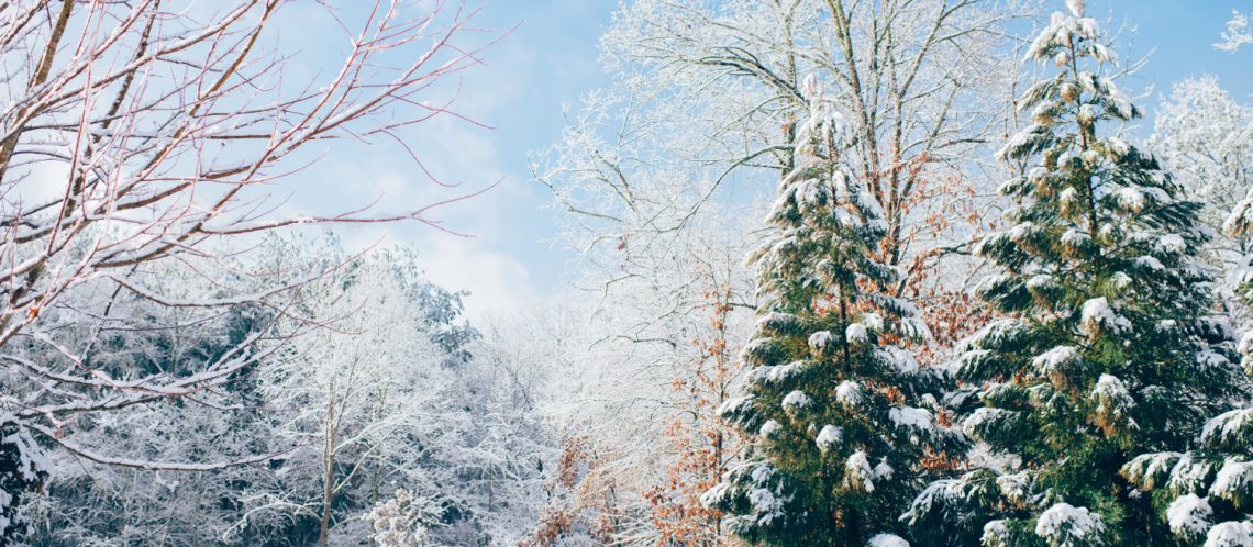 blauer Himmel eingeschneite Tannen und Bäume zum Artikelthema Dezember: Top 10 Events in Berlin