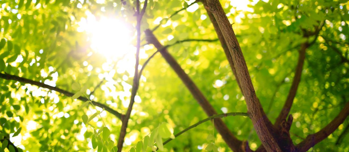 Bäume Äste Grüne Blätter Sonnenstrahlen zum Artikelthema Ich lebe grün! Blog gibt Tipps für einen nachhaltigen Lebensstil