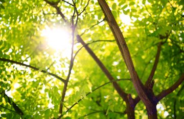 Bäume Äste Grüne Blätter Sonnenstrahlen zum Artikelthema Ich lebe grün! Blog gibt Tipps für einen nachhaltigen Lebensstil