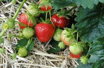 grüne und rote Erdbeeren Stroh zum Artikelthema Grün und nachhaltig: Biologisches Gärtnern voll im Trend